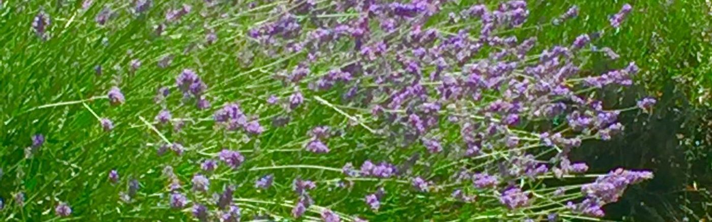 Lavanda